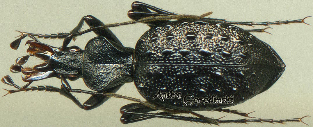 http://www.gorodinski.ru/carabidae/Cychrus wuyipeng xilingicus.jpg